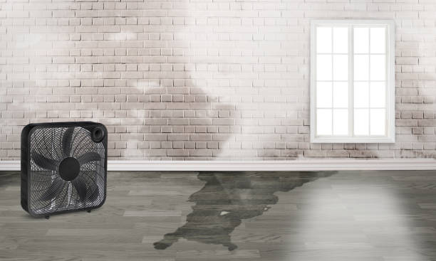 Best Flooded house restoration  in Carrier Mls, IL